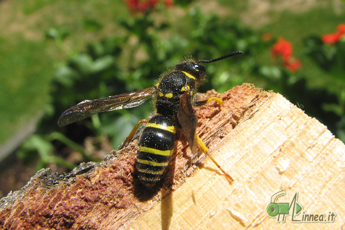 Ancistrocerus sp.
